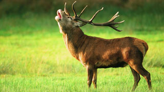 Ein rhrender Hirsch steht im Gras.