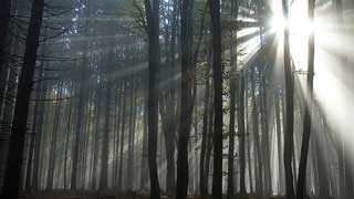 von Licht durchfluteter Wald